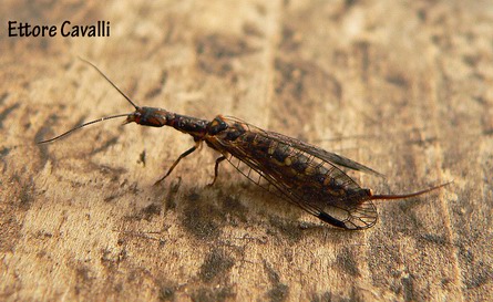 Fibla (Fibla) maclachlani (Raphidioptera, Inocellidae)